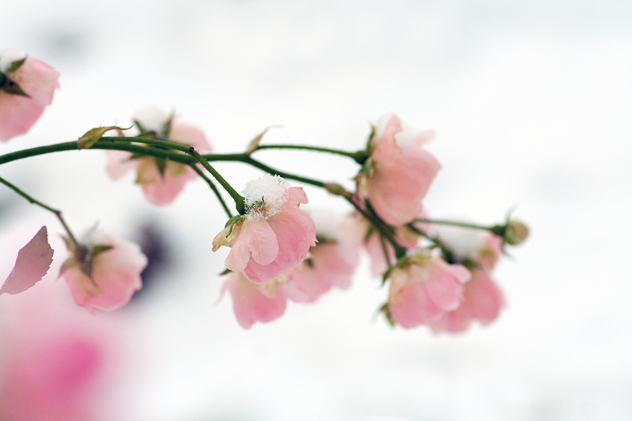 rose, snow, winter